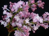 Syringa x hyacinthiflora 'Anabel'