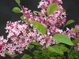 Imaage of Syringa x 'Bailbelle'