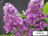 Image of Syringa vulgaris 'Charles Joly'