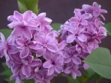 Image of Syringa x chinensis 'Duplex'