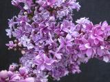 Image
of Syringa x chinensis 'Duplex'