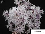 Image of Syringa josikaea