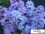 Image of Syringa vulgaris 'Hugo Koster'