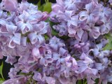 Syringa x hyacinthiflora 'Lavender Lady'
