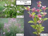 Image of
Syringa x 'Lotta' shrub flowering