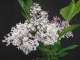 Syringa pubescens ssp. patula 'Miss Kim' flowers