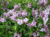Syringa pubescens ssp. patula 'Miss Kim' shrub
