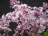 Syringa meyeri 'Palibin' flowers