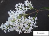 Image of Syringa x persica