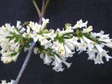 Syringa pinnatifolia flowers