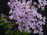 Syringa protolaciniata flowers