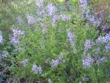 Syringa protolaciniata shrub