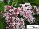 Image of Syringa x 'Lotta' flowers