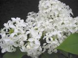 Syringa x hyacinthiflora 'Mount Baker'