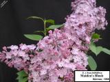 Syringa x hyacinthiflora 'Maiden's Blush'