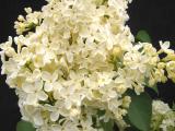 Syringa vulgaris 'Primrose'