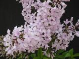 Syringa x chinensis 'Rouens'