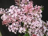 Syringa pubescens ssp. microphylla 'Superba'