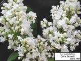 Syringa x hyacinthiflora 'Cora Brandt'