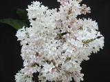 Syringa x josiflexa 'Elaine'