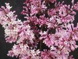 Syringa x prestoniae 'Isabella' flowers