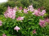 
Syringa x prestoniae 'Isabella' shrub'