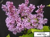 Syringa tomentella 'Phillip Adams'