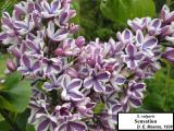 Syringa vulgaris 'Sensation'