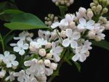 Syringa vulgaris 'Sensation' mutation