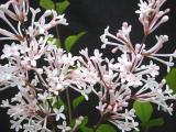 Syringa x 'Sleeping Beauty'