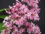 Syringa x James Macfarlane'