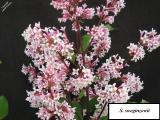 Syringa sweginzowii