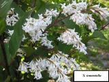 Syringa tomentella