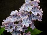 Syringa vulgaris 'Wonderblue'