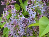 Syringa vulgaris 'Alvan Grant'
