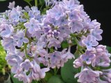 Syringa vulgaris 'Wedgwood Blue'