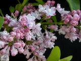 Syringa vulgaris 'Leon Gambetta'
