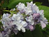 Syringa vulgaris 'P. P. Konchalovskii'