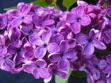 Syringa vulgaris 'Agincourt Beauty'