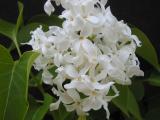 Syringa x hyacinthiflora  'Sierra Snow'