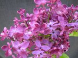 S. vulgaris 'Burgundy Queen'