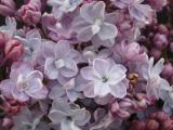 Syringa vulgaris 'Lois Amee Utley'