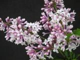 Syringa yunnanensis 'Prophsey'