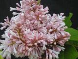 Syringa x Ethel M. Webster