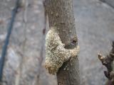 Image of Lilac Borer residue