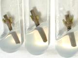 Lilac tissue culture (2)