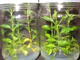 Lilac tissue culture (3)
