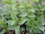 Lilac tissue culture (4)