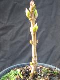 Lilac tissue culture (5)