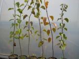 Lilac tissue culture (6)